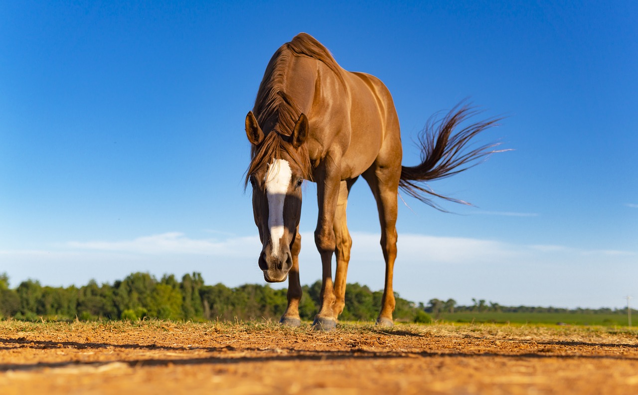 How to Draw a Running Horse: Step-By-Step Guide